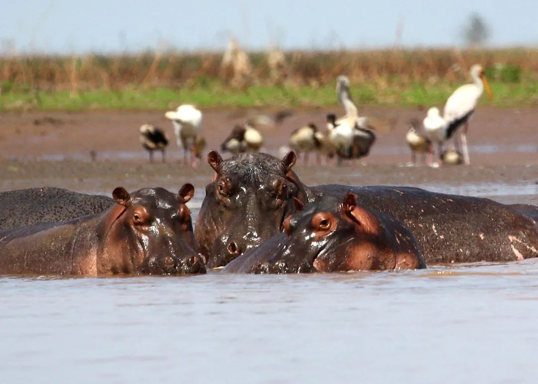 Hippos in the waters of Tana River County