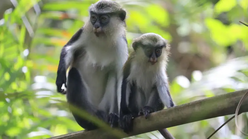 Primates and riverine forest in Tana River County tourism