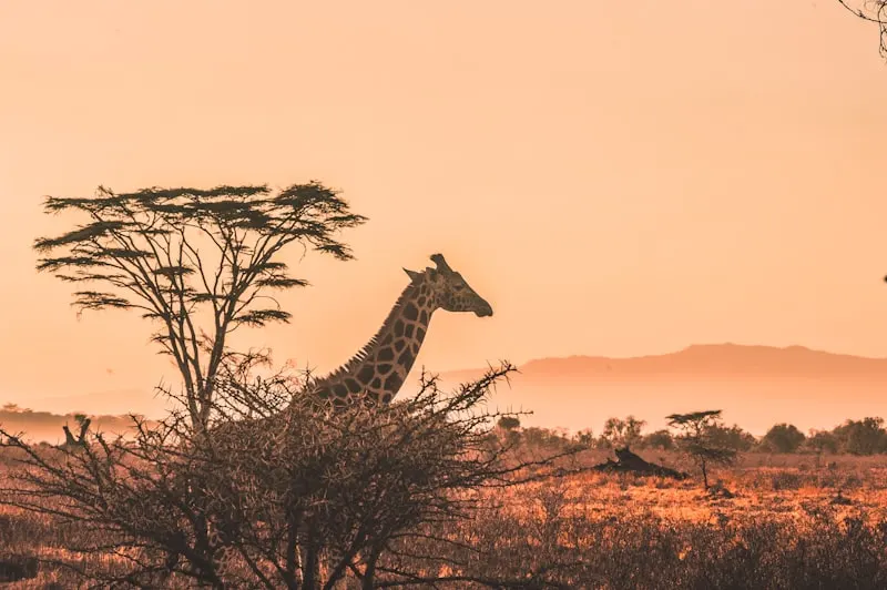 Living cultural heritage in Tana River County