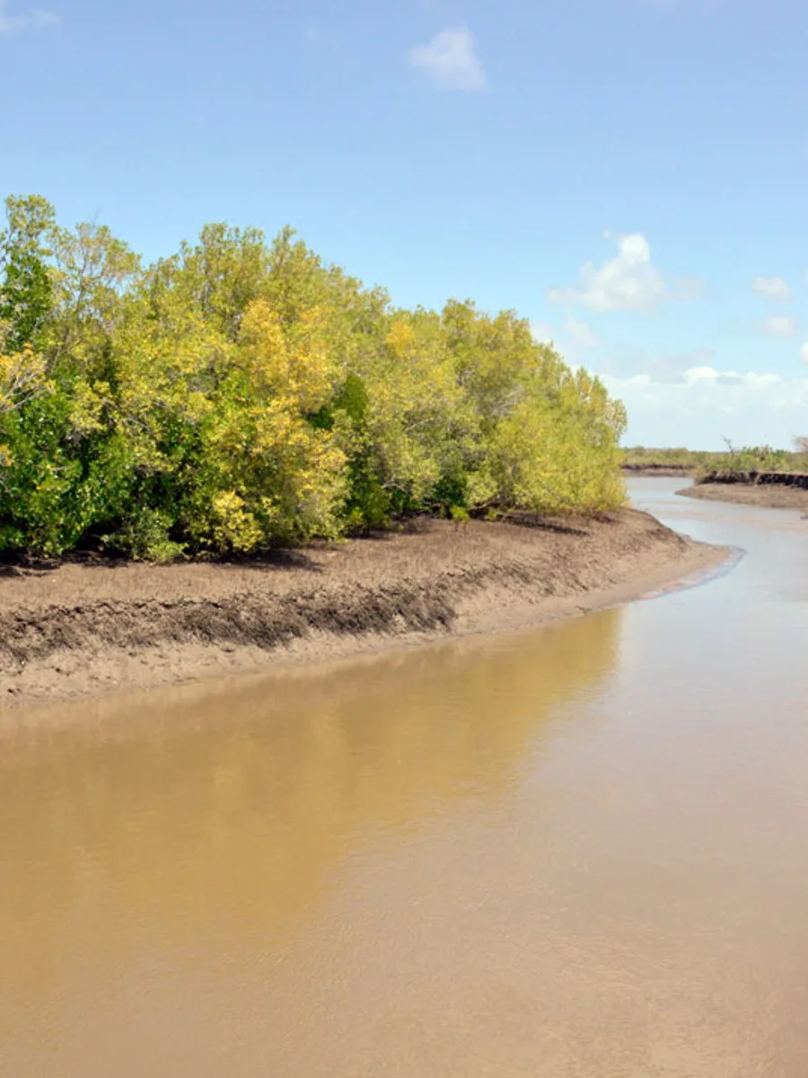 Mangrove forest along the Tana River