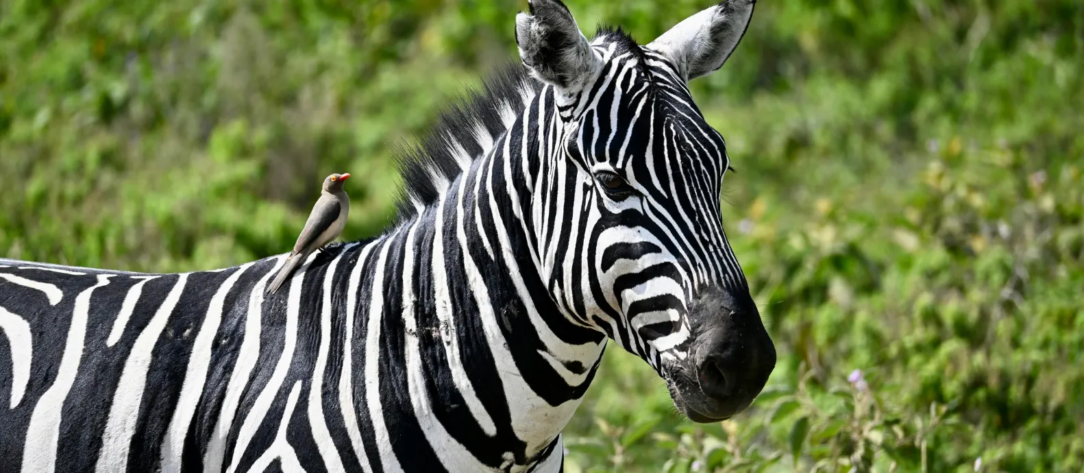 Kora national park