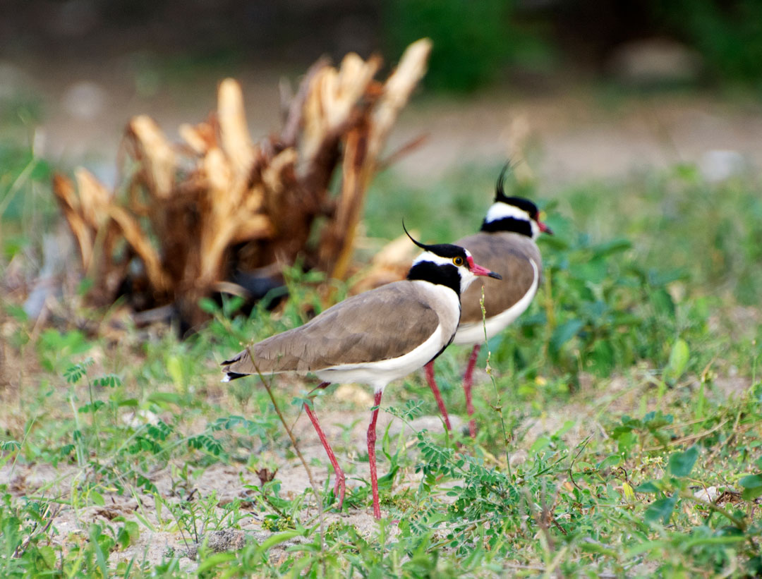 Lapwing