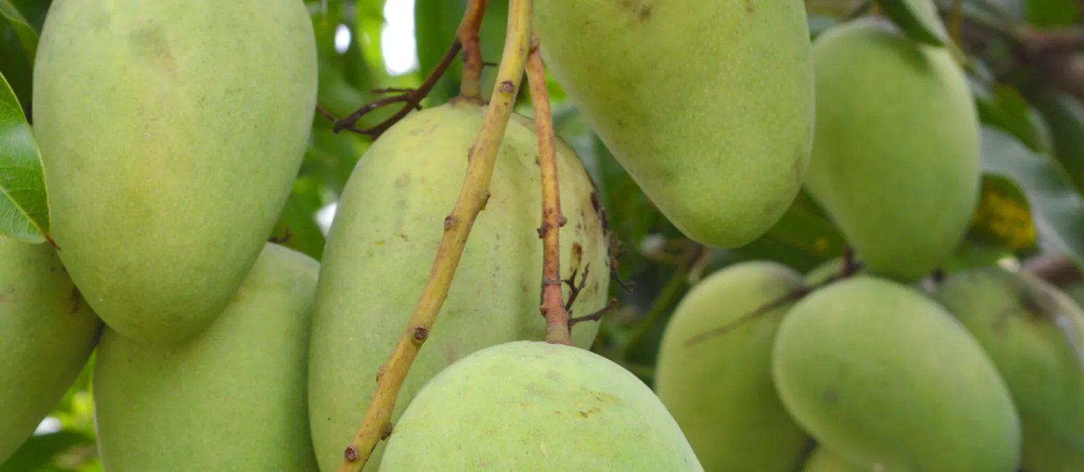 Mango