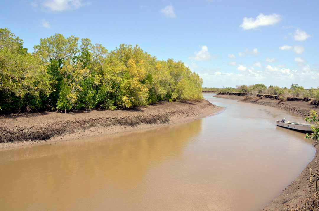 Mangrove