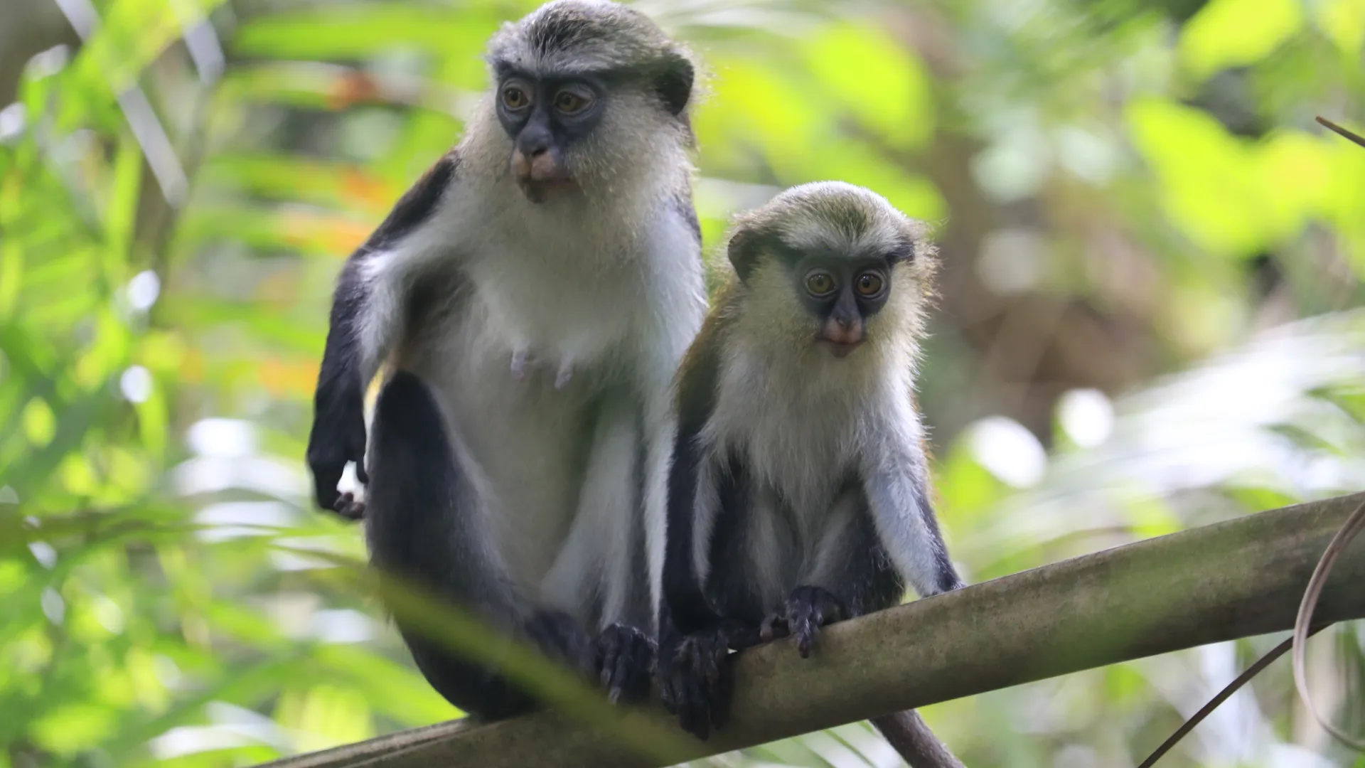 Monkey