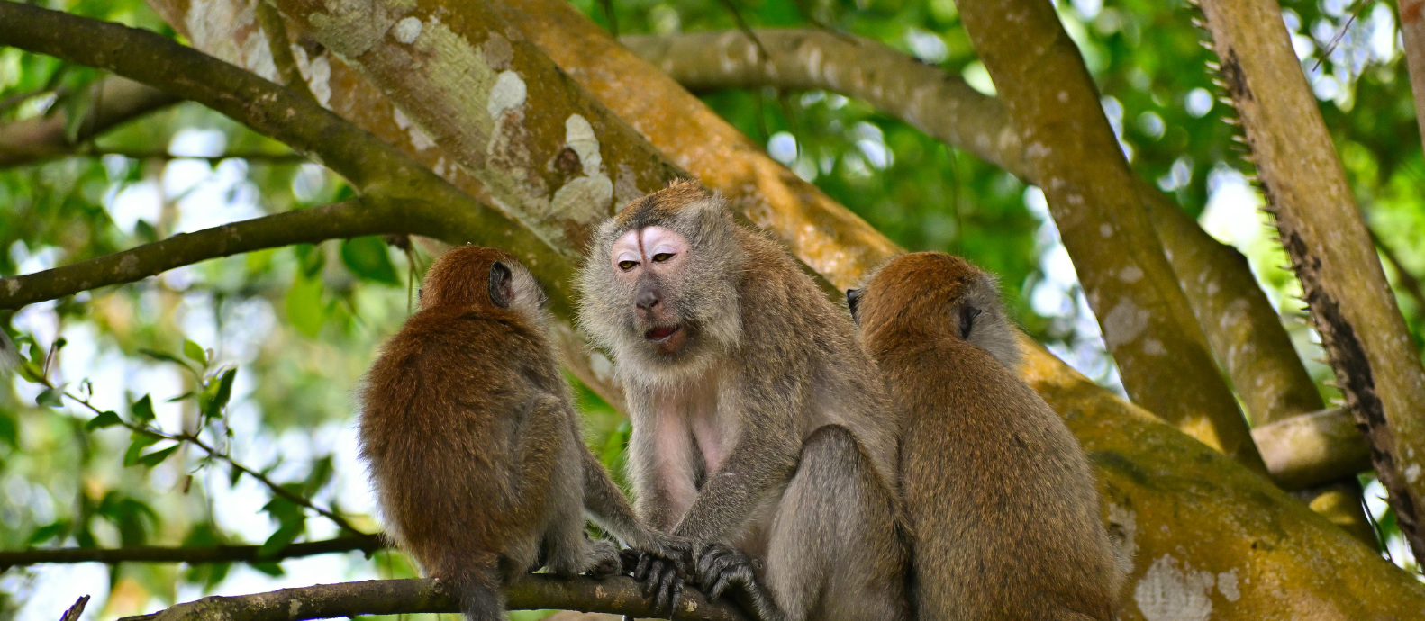 Monkeys