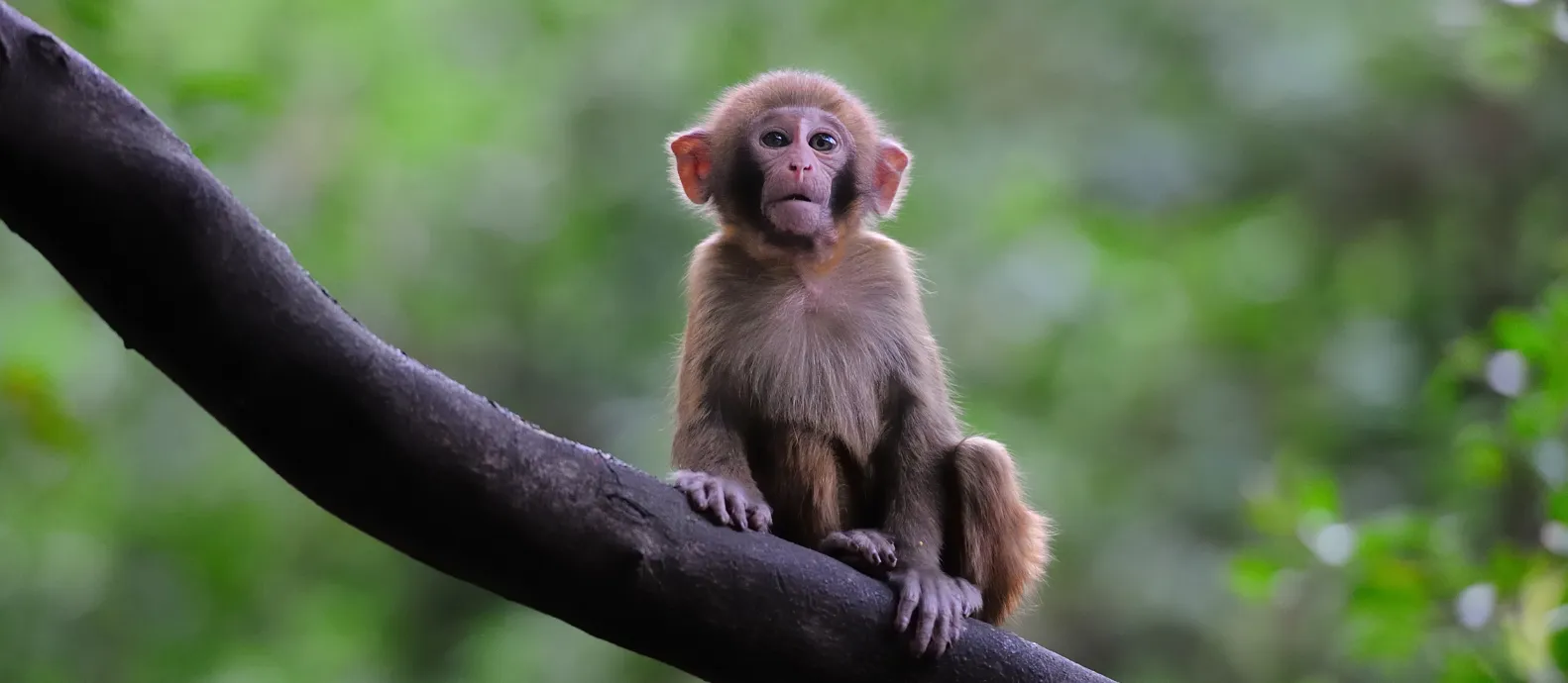 Tana River Primate Monkey