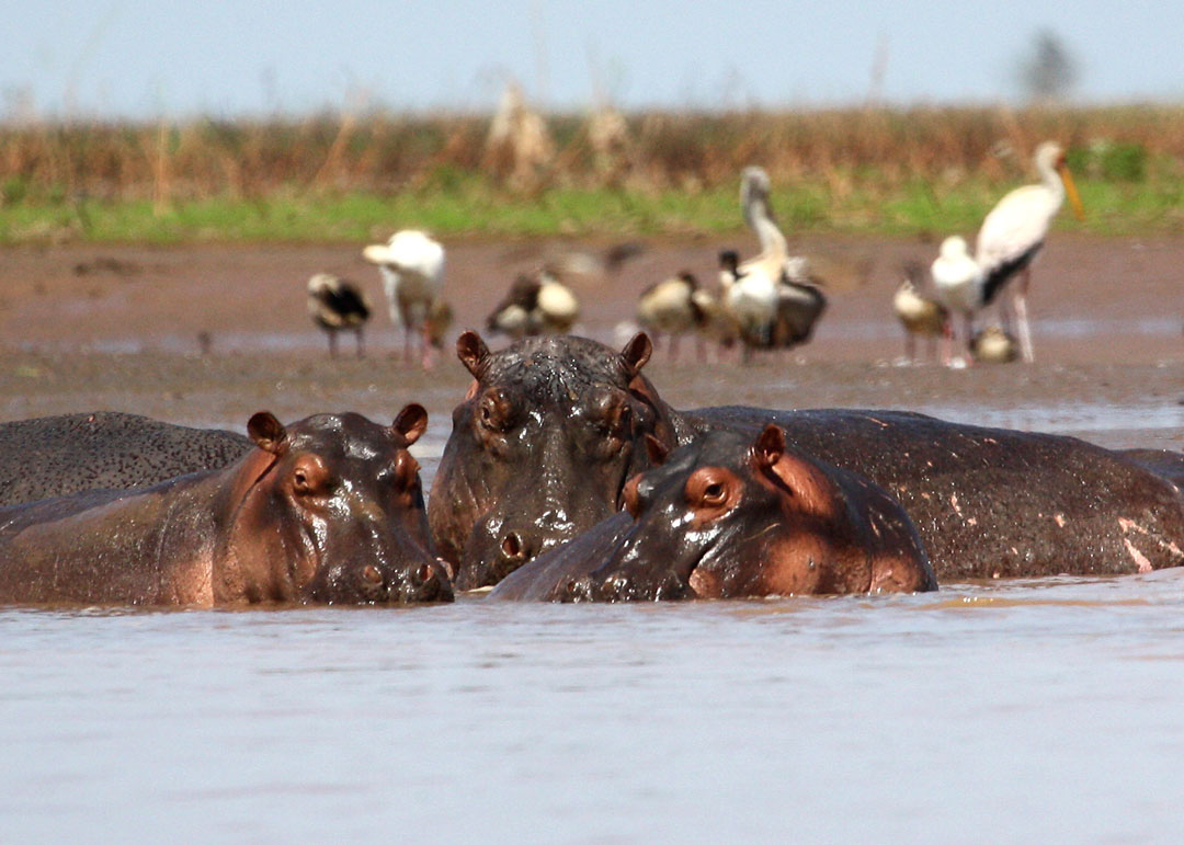hippo-group