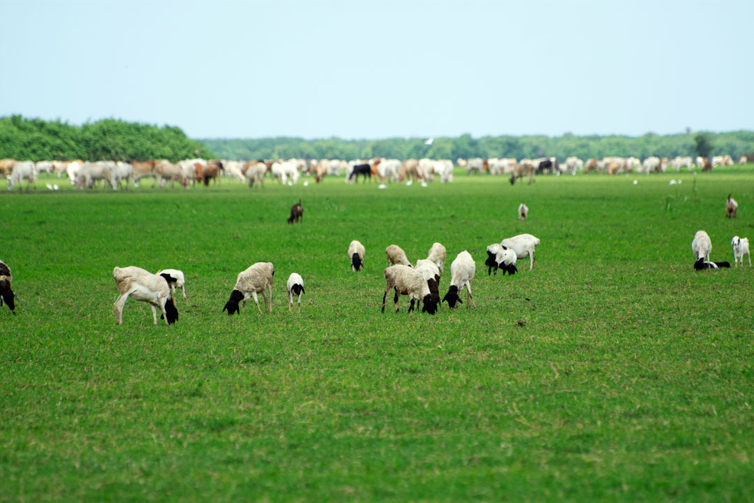 livestock-grazing-Dide-Waride